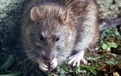 Reclaiming Your Summer: Expert Pest Protection from Pinkston Pest Control