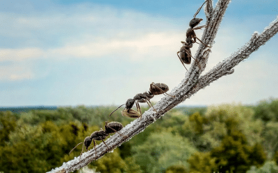 Fall Pest Control: Preparing Your Home for the Changing Seasons