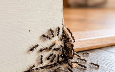 Summer Pest Problems: How to Protect Your Home from Ants and Spiders